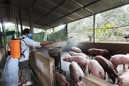 Việt Nam sản xuất thành công vaccine phòng bệnh tả lợn châu Phi hình ảnh 1 Việt Nam sản xuất thành công vaccine phòng bệnh tả lợn châu Phi