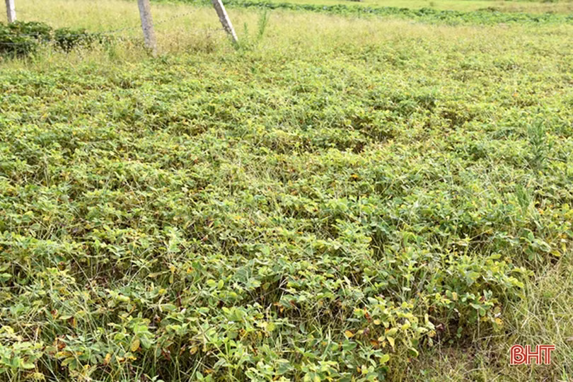 Năng suất lạc vụ xuân ở Lộc Hà đạt thấp 