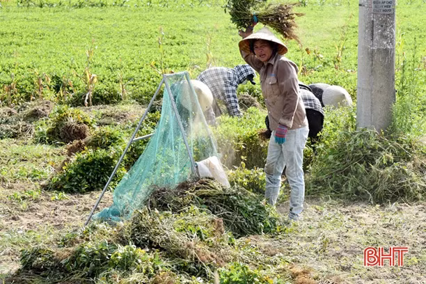 Năng suất lạc vụ xuân ở Lộc Hà đạt thấp 