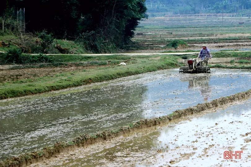 Vũ Quang hỗ trợ người dân sản xuất 1,5 ha lúa hữu cơ