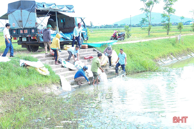 TP Hà Tĩnh thả hơn 4,5 tấn trai và cá tái tạo nguồn lợi thủy sản