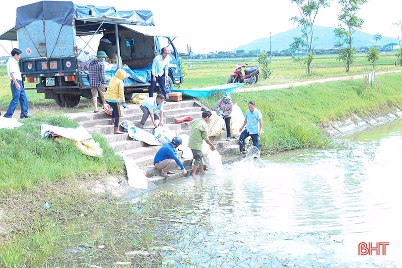 TP Hà Tĩnh thả hơn 4,5 tấn trai và cá tái tạo nguồn lợi thủy sản