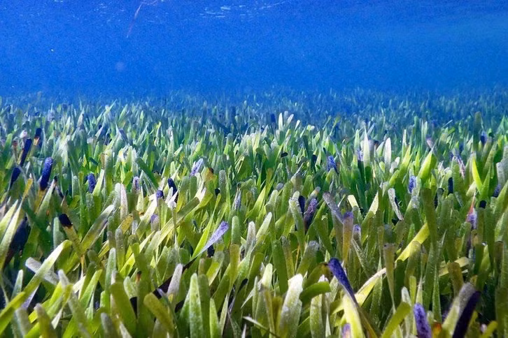 Phát hiện cây lớn nhất Trái Đất