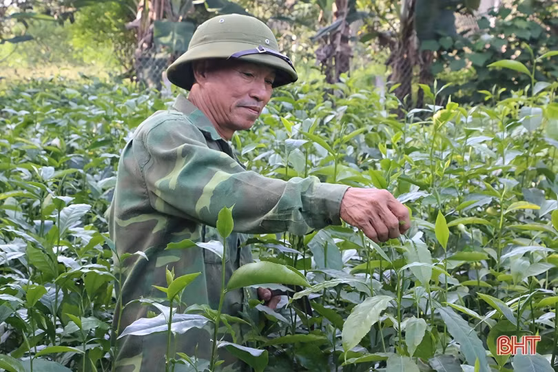 Người cựu binh Hà Tĩnh “vượt khó” làm kinh tế, tích cực đóng góp cho phong trào