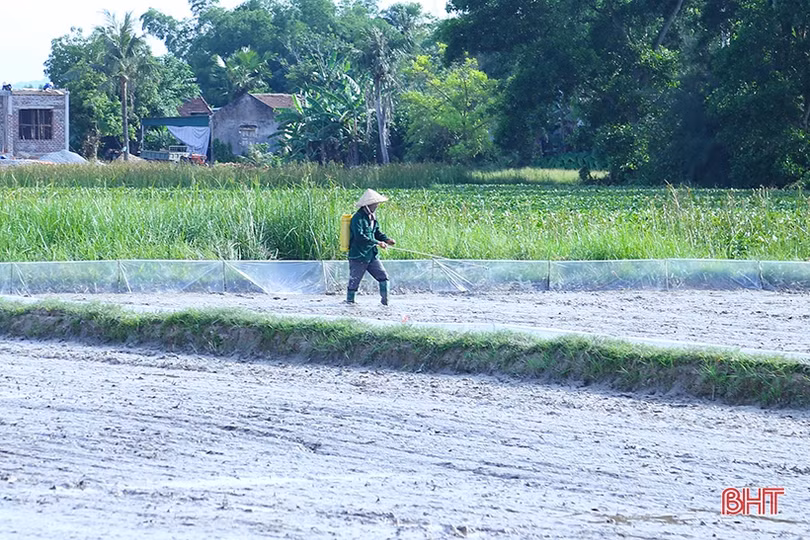 Sản xuất lúa vụ hè thu 2022: “Căng” thời vụ, lo ngại dịch bệnh tấn công
