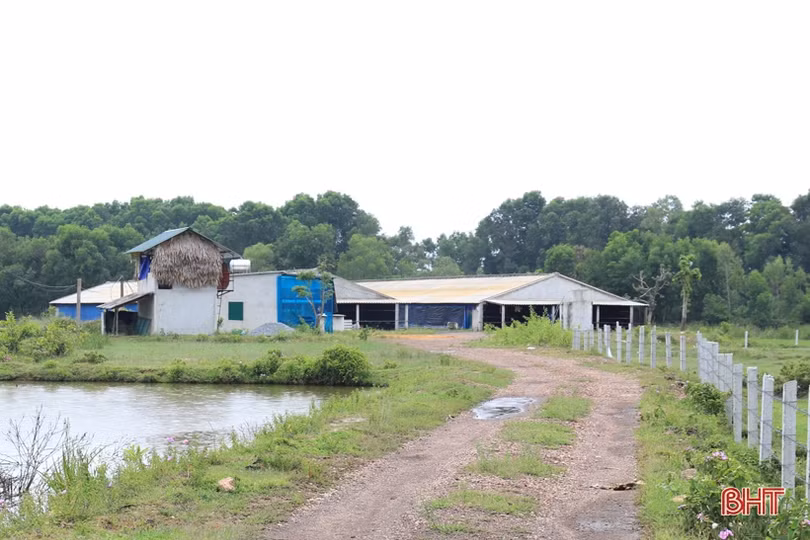 Thu nhập gần 400 triệu đồng/năm từ nuôi gà liên kết