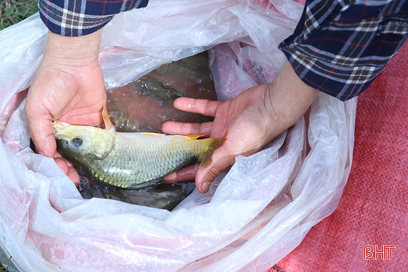 TP Hà Tĩnh thả hơn 4,5 tấn trai và cá tái tạo nguồn lợi thủy sản