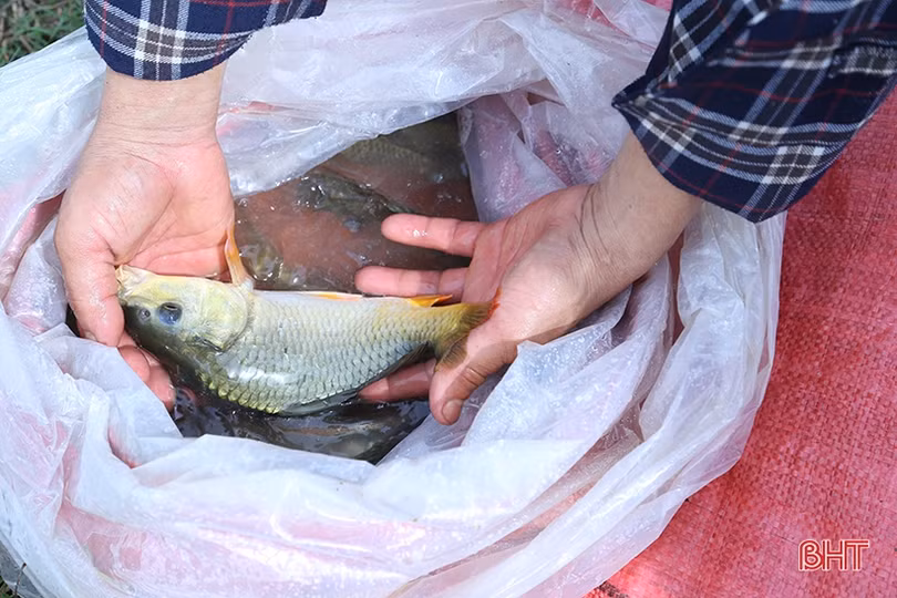 TP Hà Tĩnh thả hơn 4,5 tấn trai và cá tái tạo nguồn lợi thủy sản