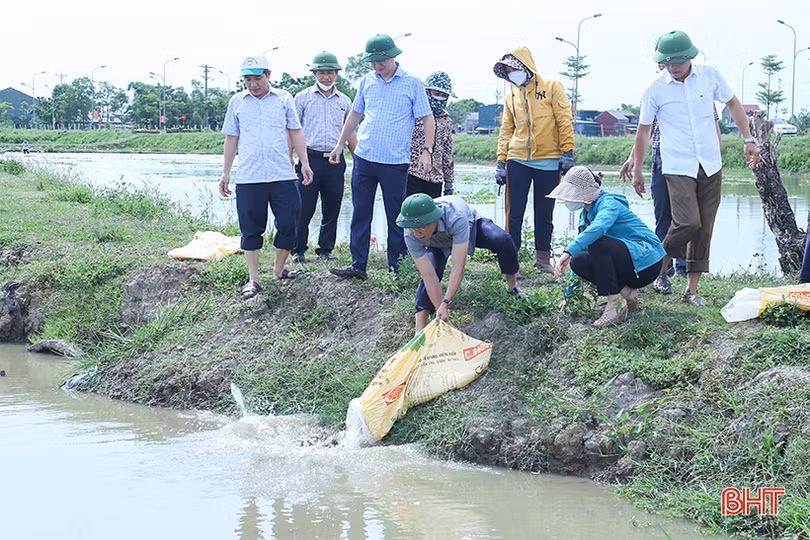 TP Hà Tĩnh thả hơn 4,5 tấn trai và cá tái tạo nguồn lợi thủy sản