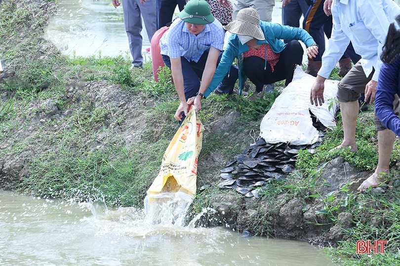 TP Hà Tĩnh thả hơn 4,5 tấn trai và cá tái tạo nguồn lợi thủy sản
