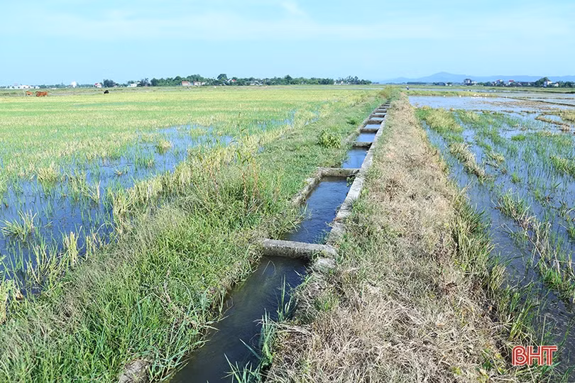 Sản xuất lúa vụ hè thu 2022: “Căng” thời vụ, lo ngại dịch bệnh tấn công
