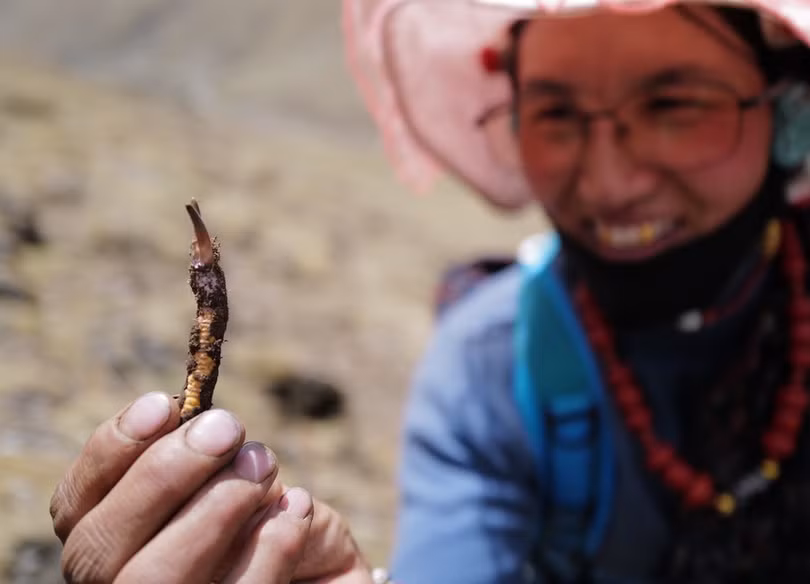 Mùa thu hoạch đông trùng hạ thảo ở Tây Tạng