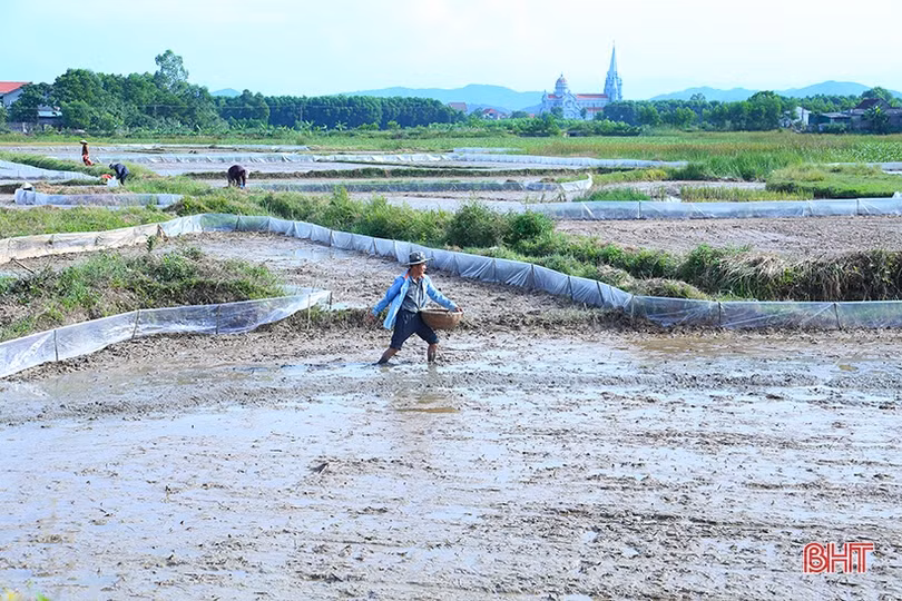 Sản xuất lúa vụ hè thu 2022: “Căng” thời vụ, lo ngại dịch bệnh tấn công