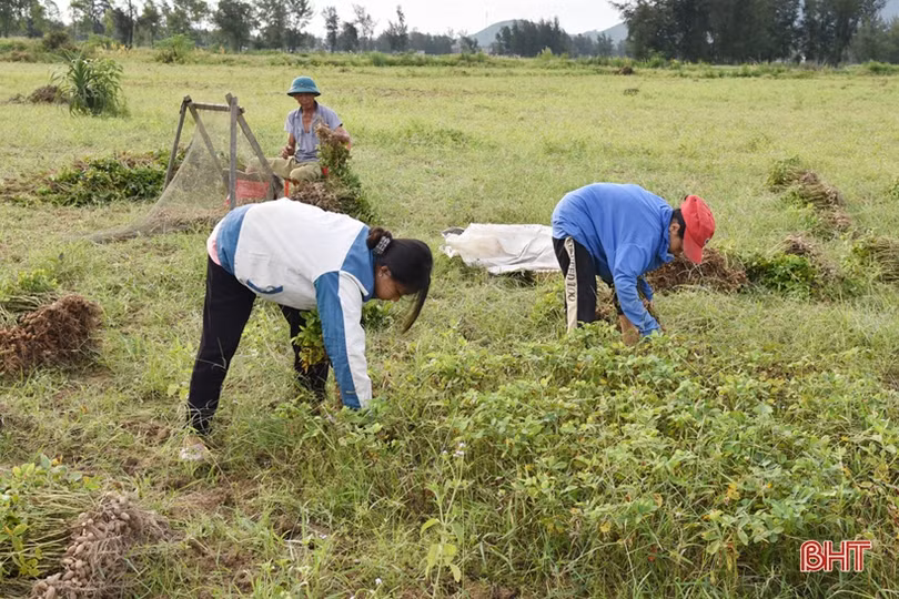 Năng suất lạc vụ xuân ở Lộc Hà đạt thấp 