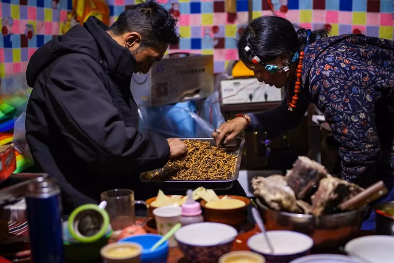 Mùa thu hoạch đông trùng hạ thảo ở Tây Tạng