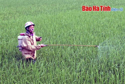 Đất chuyên trồng lúa nước được hỗ trợ 1 triệu đồng/ha/năm ảnh 1