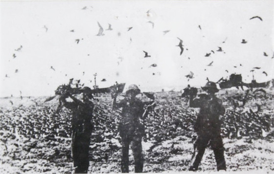 Trường Sa thuở ban đầu sau giải phóng rất hoang sơ, ít cây cối, nhưng hải âu, mòng biển, ó biển... thì nhiều vô số, gặp người chúng chẳng buồn bay. Chúng đẻ trứng dày đặc trong lớp cỏ, bãi cát, các chiến sĩ đi tuần quanh đảo không còn chỗ đặt chân nếu không giẫm lên trứng và chim non mới nở. Trên đảo Song Tử Tây có mười cây dừa. Nam Yết có dừa, bàng vuông. An Bang, Sinh Tồn gần như không có cây cối.