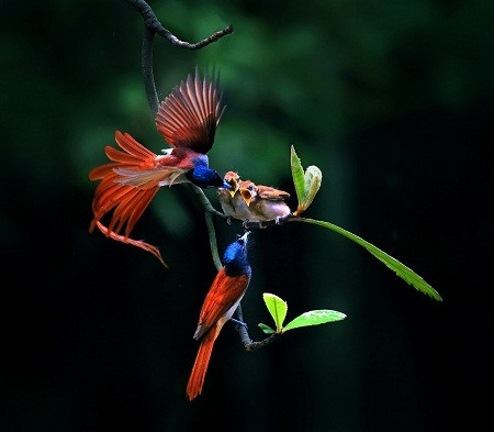 Giải nhì. Ảnh: Zhang Xiangli - Trung Quốc.