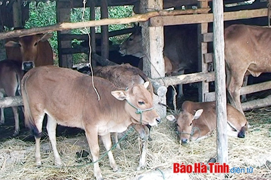 Xuất hiện dịch lở mồm long móng tại Hà Linh ảnh 1