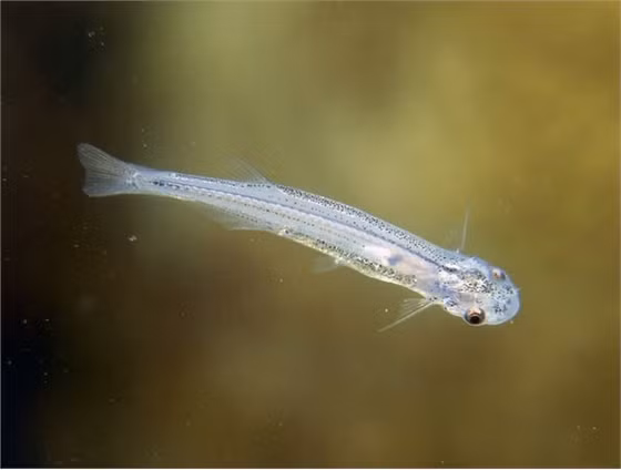 Cá Candiru: Loài cá nhỏ bé tưởng chừng như vô hại này lại là một trong những ký sinh trùng đáng sợ nhất hành tinh. Cá Candiru rất thích nước tiểu người và đã có nhiều trường hợp chúng chui vào cơ quan sinh dục của con người, gây đau đớn khủng khiếp. Tuy nhiên, vật chủ của chúng thường là các loài cá khác. Chúng bám vào mang con cá và sống bằng cách hút máu vật chủ.