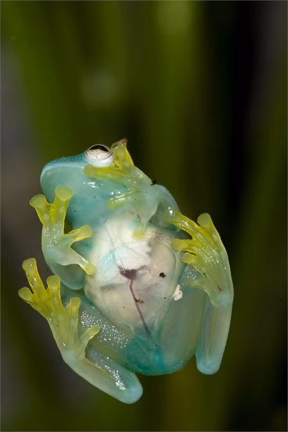 Ếch thủy tinh: Nếu ở lâu trong rừng Amazon, bạn sẽ gặp rất nhiều loại ếch kỳ lạ. Một số loài rực rỡ sắc màu, một số loài có khả năng ngụy trang và rất nhiều loại rất độc. Tuyệt nhất trong số đó là ếch thủy tinh: da chúng trong suốt và bạn có thể nhìn thấy các cơ quan nội tạng.