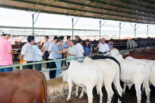 Hà Tĩnh có 5.669 ha có thể thực hiện dự án bò thịt chất lượng cao ảnh 2