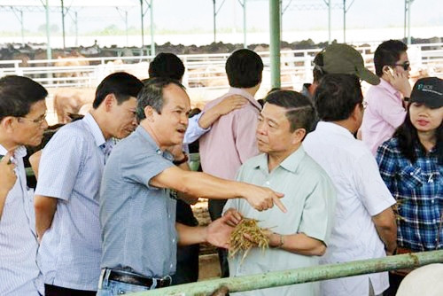 Hà Tĩnh có 5.669 ha có thể thực hiện dự án bò thịt chất lượng cao ảnh 1