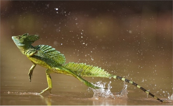 Thằn lằn Jesus: Loài vật này có khả năng đi (đúng hơn là chạy) trên mặt nước.