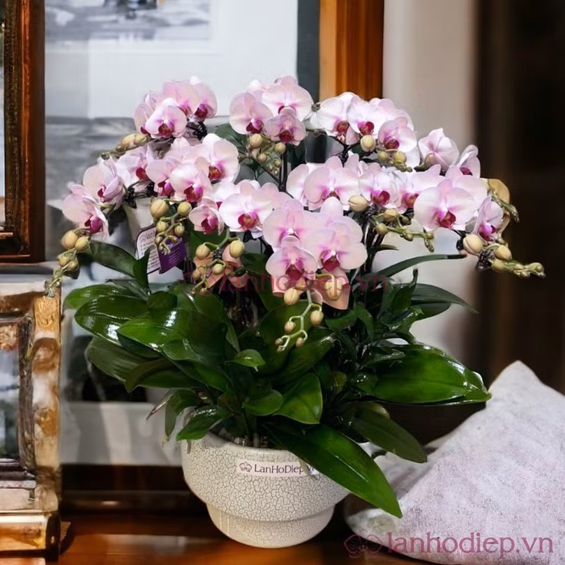 hoa-lan-5-5563.jpg