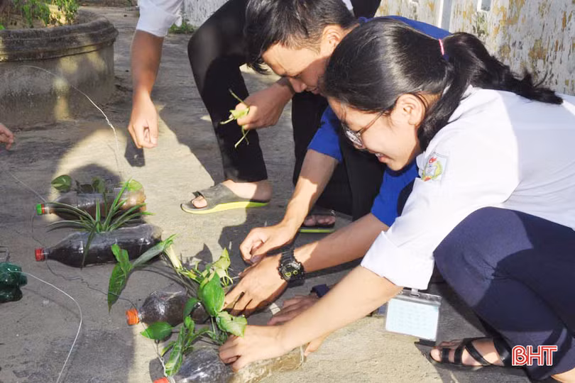 Những bầu cây “bắt mắt” trên tường rào của học sinh Hà Tĩnh