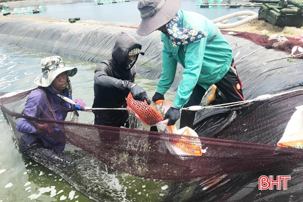 Giá trị sản lượng thủy sản Hà Tĩnh năm 2018 ước hơn 2.200 tỷ đồng