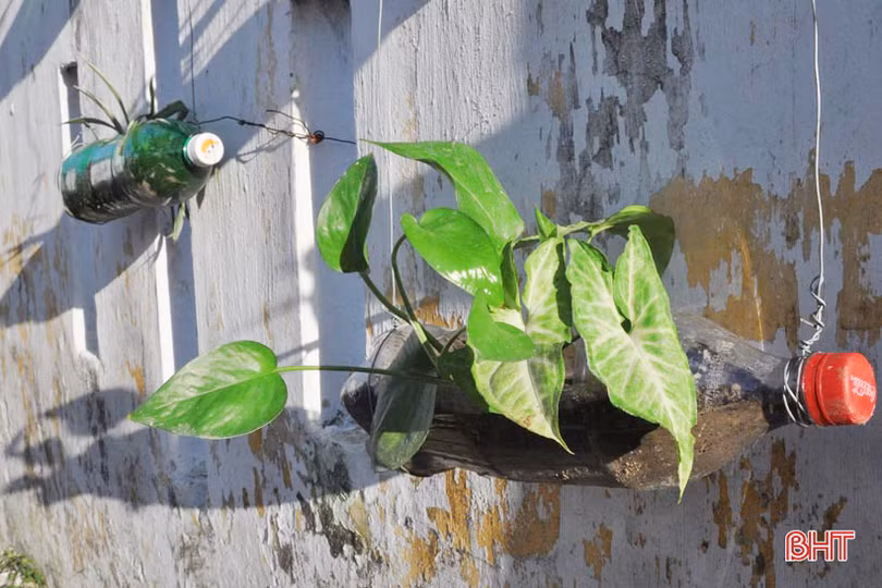 Những bầu cây “bắt mắt” trên tường rào của học sinh Hà Tĩnh