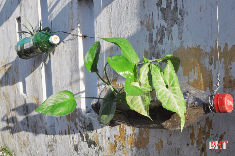 Những bầu cây “bắt mắt” trên tường rào của học sinh Hà Tĩnh