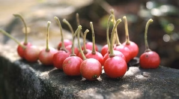 Những món thần thánh “ăn kèm roi” của tuổi thơ 8x, 9x