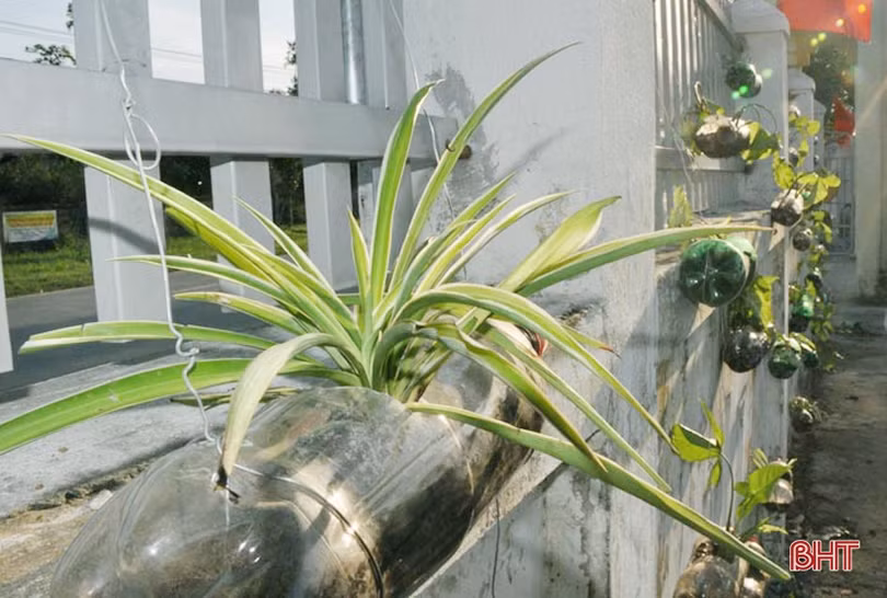 Những bầu cây “bắt mắt” trên tường rào của học sinh Hà Tĩnh