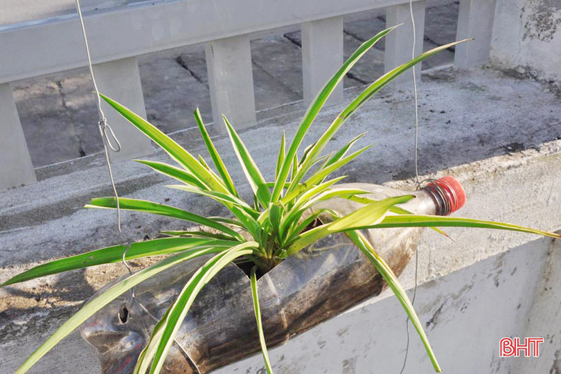 Những bầu cây “bắt mắt” trên tường rào của học sinh Hà Tĩnh