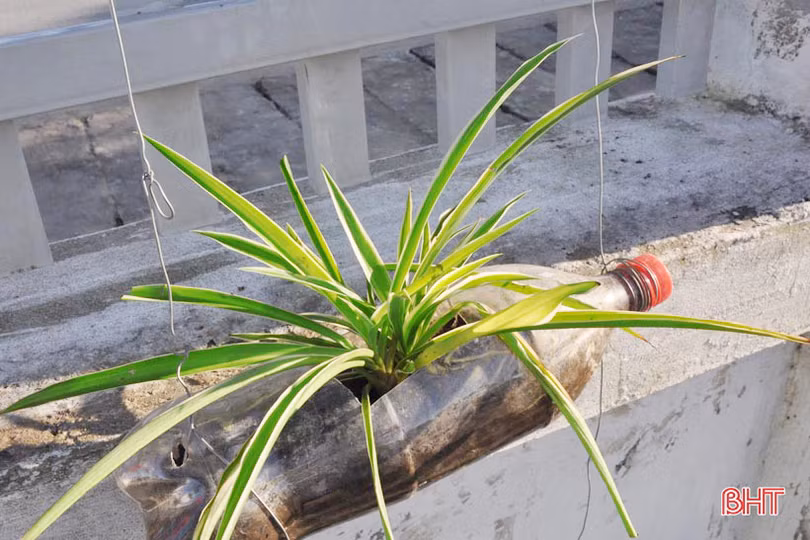 Những bầu cây “bắt mắt” trên tường rào của học sinh Hà Tĩnh