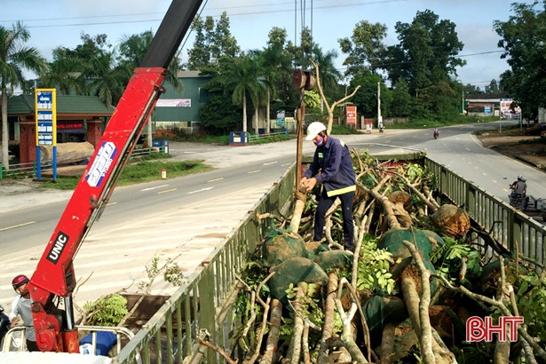 Thị trấn Hương Khê trồng 500 cây lát hoa dọc tuyến đường trung tâm