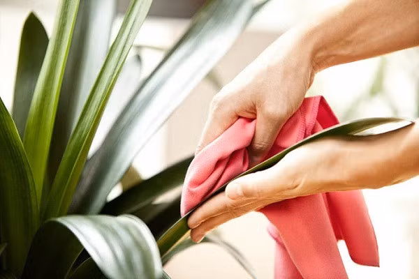 5 sai lầm khi trồng cây trong nhà ảnh hưởng đến sức khỏe