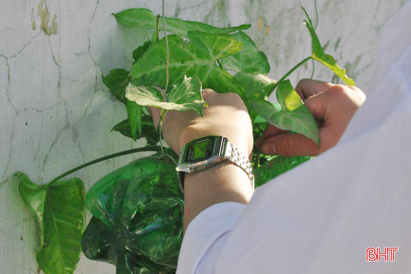 Những bầu cây “bắt mắt” trên tường rào của học sinh Hà Tĩnh