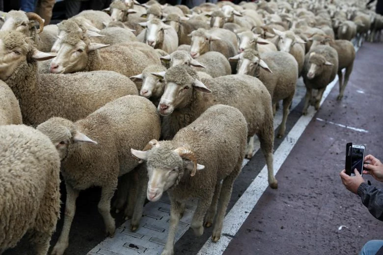 “Choáng” với cuộc diễu hành của hàng trăm con cừu