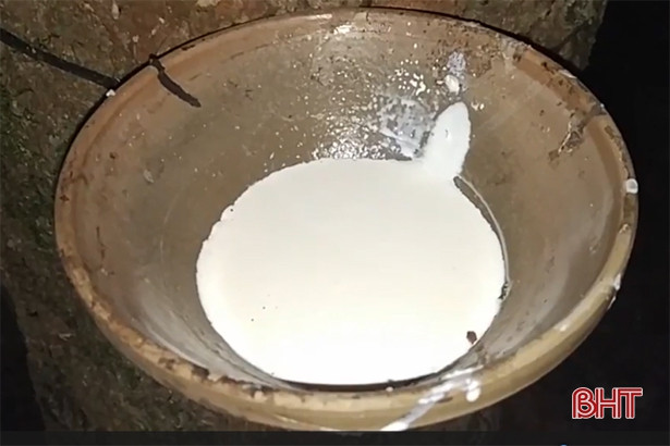 Công ty Cao su Hương Khê khai thác hơn 150 tấn “vàng trắng”