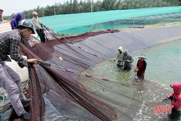 Các HTX dịch vụ nông nghiệp Nghi Xuân hoạt động hiệu quả