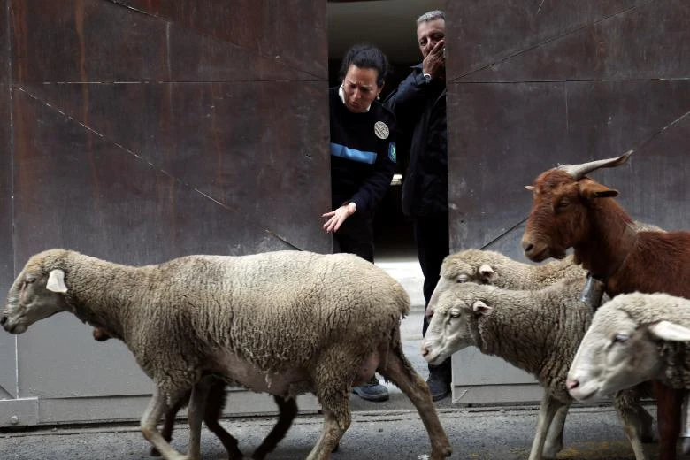 “Choáng” với cuộc diễu hành của hàng trăm con cừu