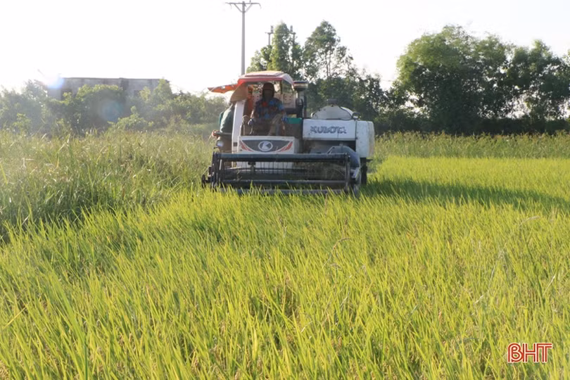 Thu mua lúa tươi tại ruộng, doanh nghiệp - nông dân Hà Tĩnh cùng vui