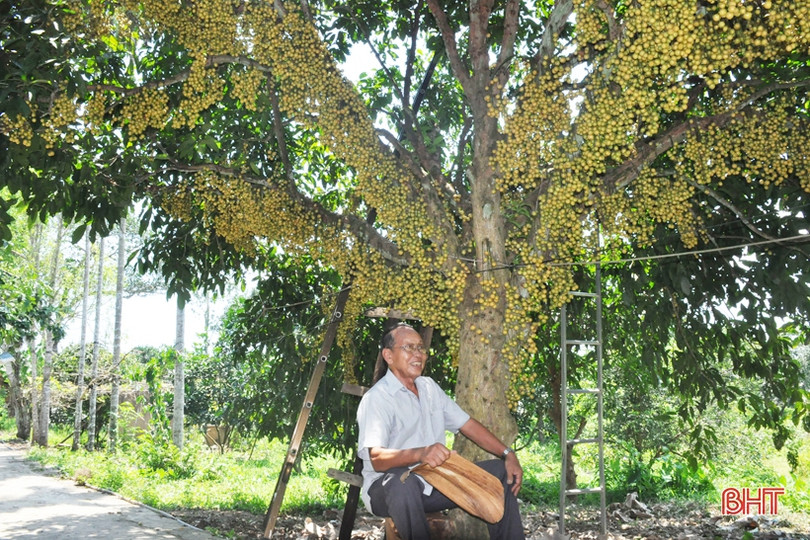 Ngắm dâu da trĩu quả khắp miền đồi Hà Tĩnh