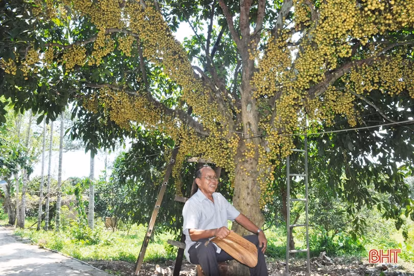 Ngắm dâu da trĩu quả khắp miền đồi Hà Tĩnh