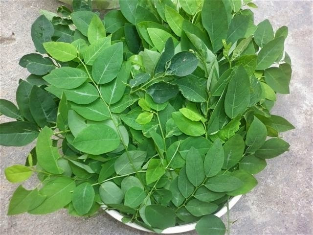 Rau ngót cực tốt nhưng người này ăn vào lại rước họa vào thân - Hình 7 Rau ngót cực tốt nhưng người này ăn vào lại rước họa vào thân