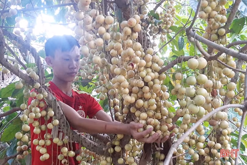 Ngắm dâu da trĩu quả khắp miền đồi Hà Tĩnh