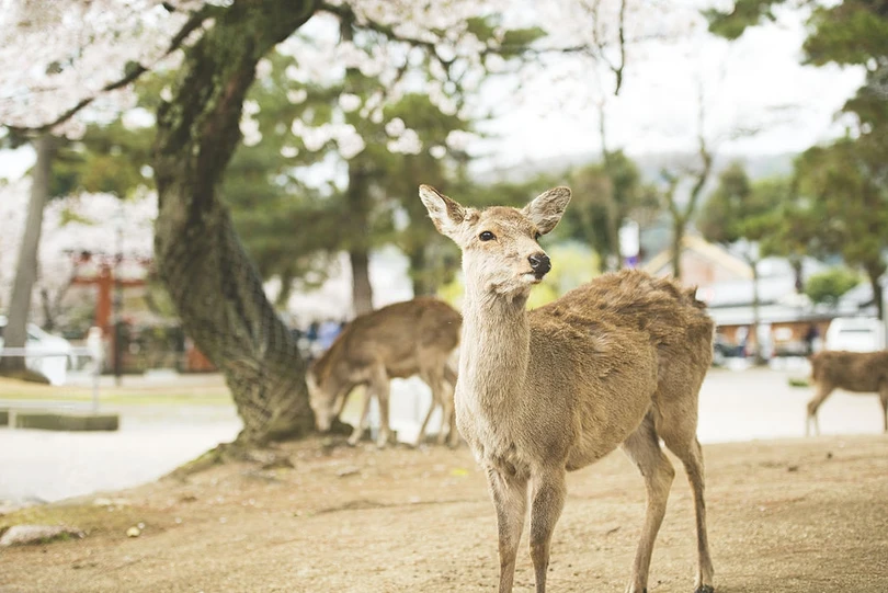 Nai thần ngắm anh đào trong công viên vắng vẻ ở Nhật Bản